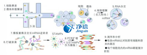 中國人自己的單細胞測序儀來了！,Drop-seq