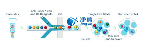 中國人自己的單細胞測序儀來了！,Drop-seq